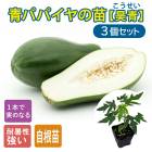 ��ͽ�������ĥѥѥ��� �� ���� 10.5����ݥå� 3�ĥ��å� ���� ��� �ѥѥ��� �ȥ��ԥ��� �إ륷���ʿ��� �����Τ������ˡ�5����ܤ��缡ȯ����