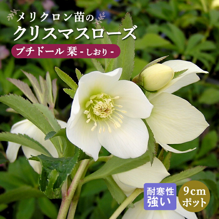 nico クリスマスローズ 小苗 SDノスタルジア セルフ 1苗 nico様専用 クリスマスローズ 小苗 SDノスタルジア セルフ 1苗