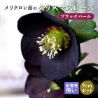 ���ꥹ�ޥ������� �� �֥�å��ѡ��� ��ꥯ������ 9����ݥå� �� ���� �Ѵ��� �����ǥ˥� �إ�ܥ륹 �ߥ襷