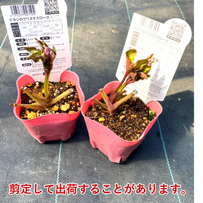 10月中下旬より順次発送】クリスマスローズ 苗 ブラックパール