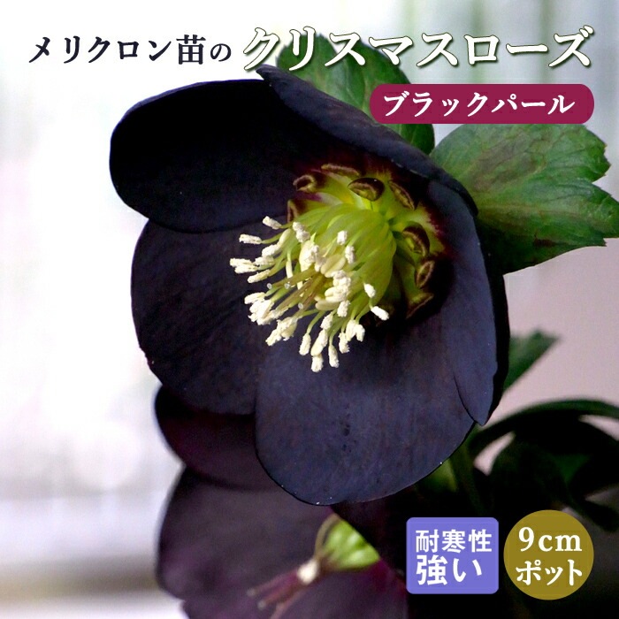10月中下旬より順次発送】クリスマスローズ 苗 ブラックパール
