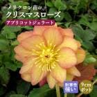 ���ꥹ�ޥ������� �� ���ץꥳ�åȥ����顼�� ��ꥯ������ 9����ݥå� �� �Ѵ��� �����ǥ˥� �إ�ܥ륹 �ߥ襷