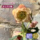 ���ꥹ�ޥ������� �� ���󤺾��� ��ꥯ������ 9����ݥå� �� ���� �Ѵ��� �����ǥ˥� �إ�ܥ륹 �ߥ襷