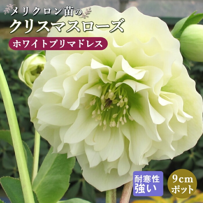 ꥹޥ  ۥ磻ȥץޥɥ쥹 ꥯ 9ݥå  Ѵ ǥ˥ إܥ륹 ߥ襷