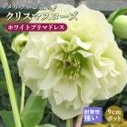 ���ꥹ�ޥ������� �� �ۥ磻�ȥץ�ޥɥ쥹 ��ꥯ������ 9����ݥå� �� �Ѵ��� �����ǥ˥� �إ�ܥ륹 �ߥ襷