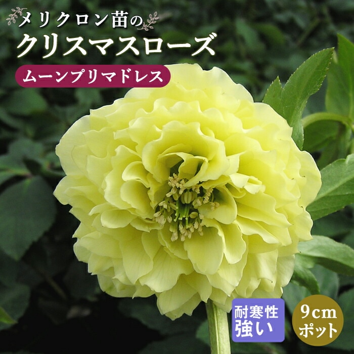 ꥹޥ  ࡼץޥɥ쥹 ꥯ 9ݥå   Ѵ ǥ˥ إܥ륹 ߥ襷