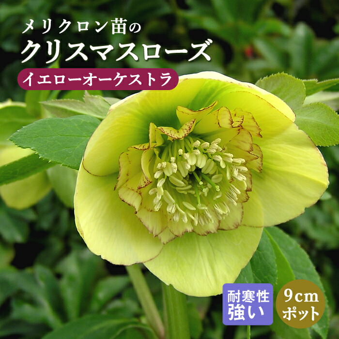 ꥹޥ  ȥ ꥯ 9ݥå  Ѵ ǥ˥ إܥ륹 ߥ襷