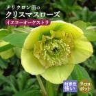 ���ꥹ�ޥ������� �� �����������������ȥ� ��ꥯ������ 9����ݥå� �� �Ѵ��� �����ǥ˥� �إ�ܥ륹 �ߥ襷