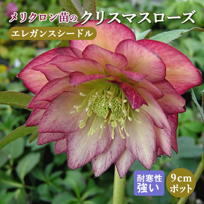 ꥹޥ  쥬󥹥ɥ ꥯ 9ݥå   Ѵ ǥ˥ إܥ륹 ߥ襷