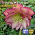 ���ꥹ�ޥ������� �� ���쥬�󥹥����ɥ� ��ꥯ������ 9����ݥå� �� ���� �Ѵ��� �����ǥ˥� �إ�ܥ륹 �ߥ襷