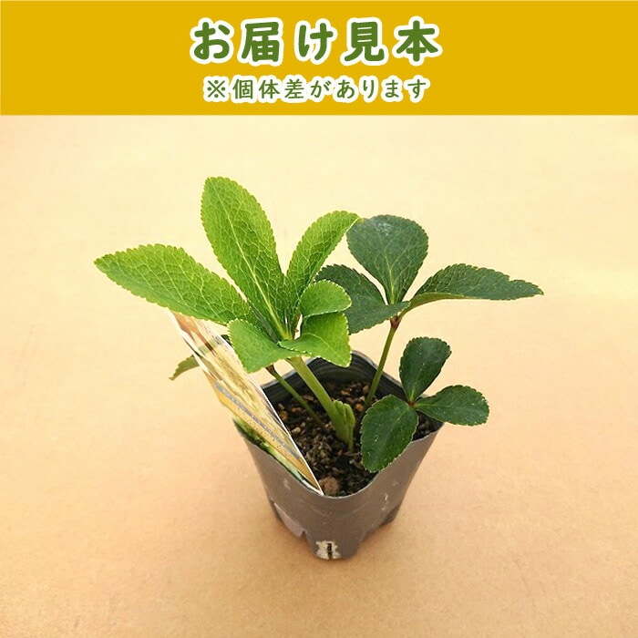 クリスマスローズ 苗 プチドール 沙羅 さら メリクロン苗 9cm