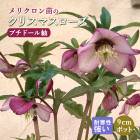 クリスマスローズ,9cmポット | 花の大和オンラインショップ