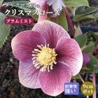 ���ꥹ�ޥ������� �� �ץ��ߥ��� ��ꥯ������ 9����ݥå� �� ���� �Ѵ��� �����ǥ˥� �إ�ܥ륹 �ߥ襷