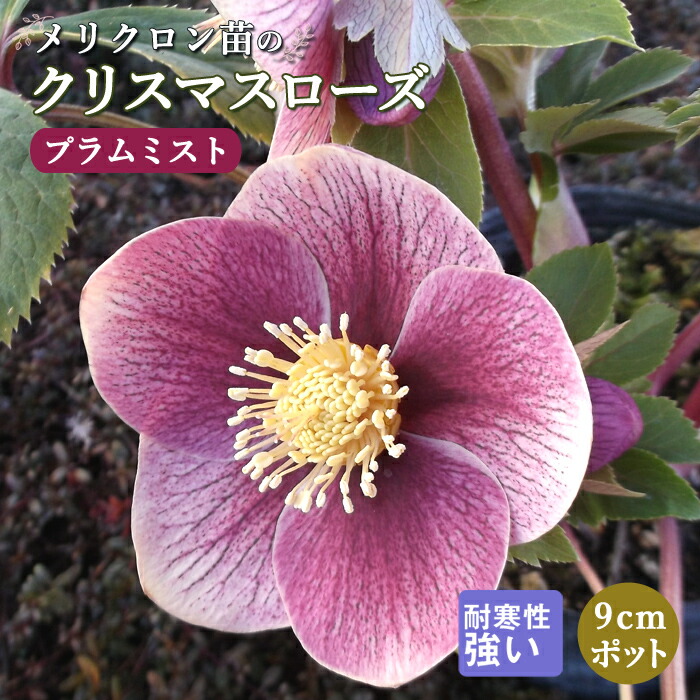 クリスマスローズ 苗 プラムミスト メリクロン苗 9cmポット 冬 花壇