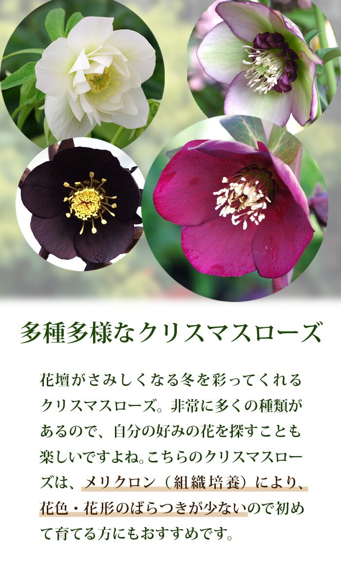 クリスマスローズ 苗 プラムミスト メリクロン苗 9cmポット 冬 花壇