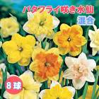 ���� �庬 ������ �Х��ե饤�餭 ���� 8�� �������� ������ �֤�����