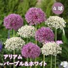 ꥢ ꥦ  ѡץۥ磻  庬 4 ܡǥ  鿴Ը ڤ֤ˤ ֤