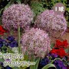 ꥢ ꥦ  ꥹȥե  庬 1 ܡǥ  鿴Ը ڤ֤ˤ ֤