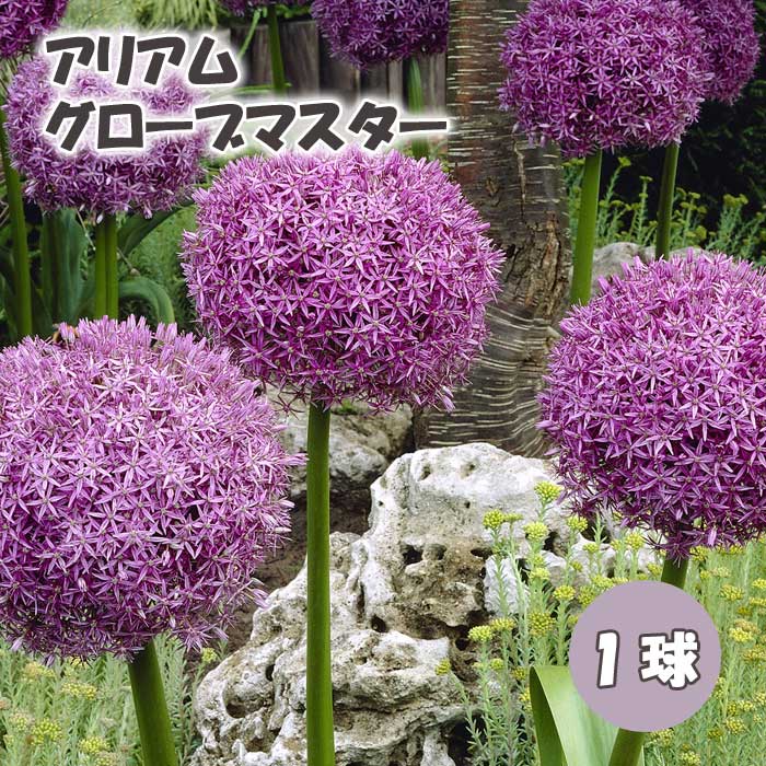 アリウム球根 余剰分 同梱等に 楽天市場】希少品種 植えっぱなし球根 秋植え 中型〜やや大きめの球