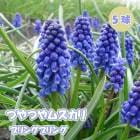 �Ĥ�Ĥ� �ॹ���� �� �֥�󥰥֥�� �� �庬 5�� ������ ���쥯����� �󤻿��� �ǥå������� �֤�����