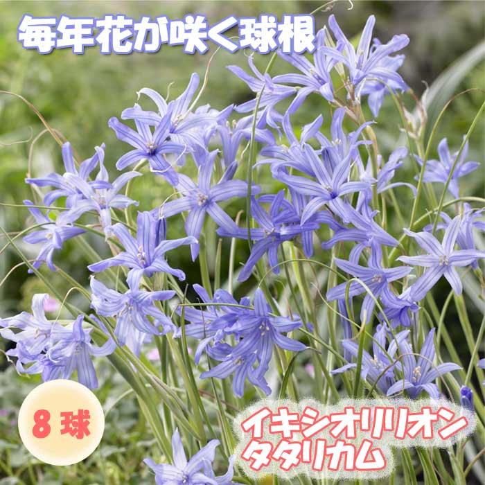 ꥪ ꥫ 庬 8 äѤʤ  󤻿 ץ󥿡  ǯ֤餯 ֤