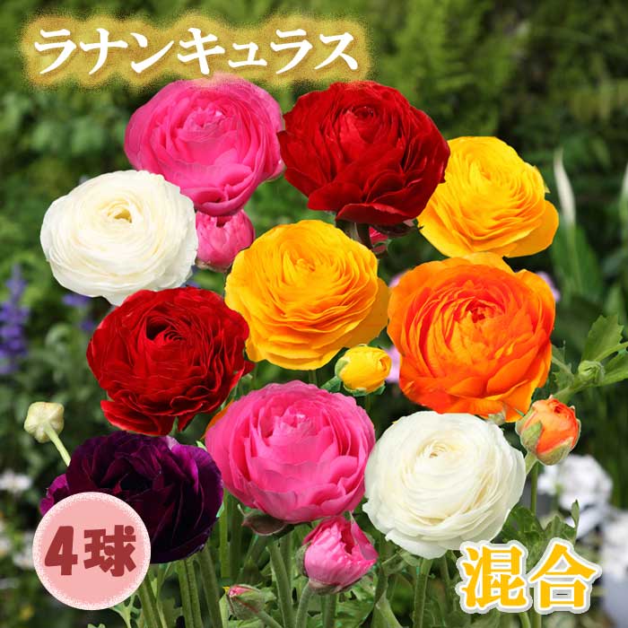 ラナンキュラス 球根 【 混合 】4球 秋植え ミックスカラー 寄せ植え