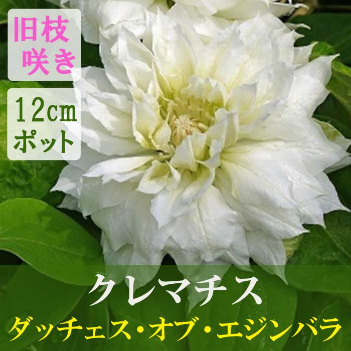 クレマチス ダッチェス オブ エジンバラ 12cm苗 白 【パテンス系