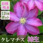 ����ޥ��� ���� ������ 12cm�� �ԥ� �ڥѥƥ󥹷ϡ���޺餭����餭 ���� clematis ������ 