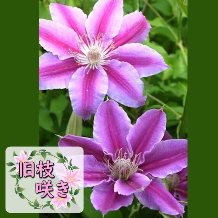 クレマチス ドクター ルッペル 12cm苗 ピンク 【パテンス系・旧