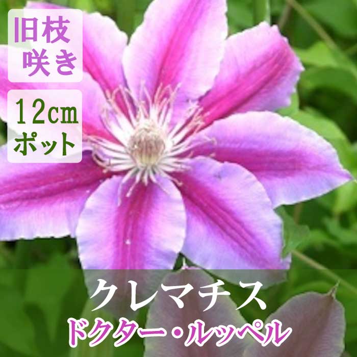 クレマチス ドクター ルッペル 12cm苗 ピンク 【パテンス系・旧枝咲き