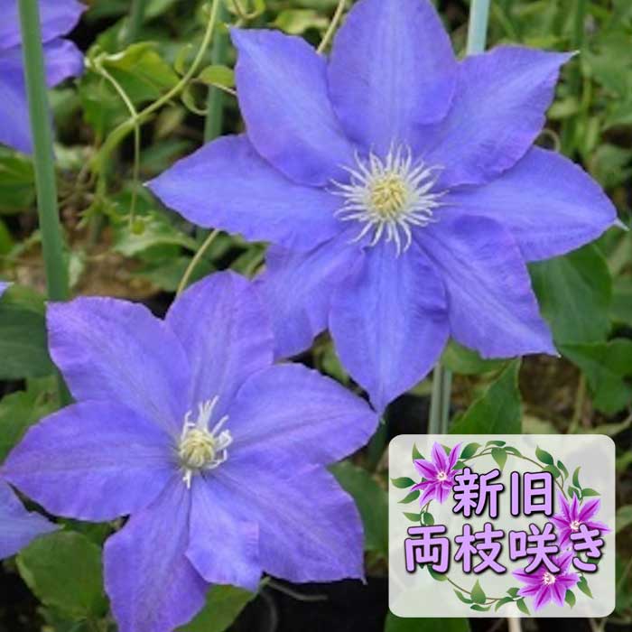 予約・早割】クレマチス H F ヤング 12cm苗 青紫 【ラヌギノーサ