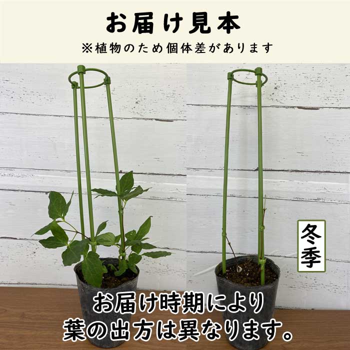 クレマチス H F ヤング 12cm苗 青紫 【ラヌギノーサ系・新旧両枝