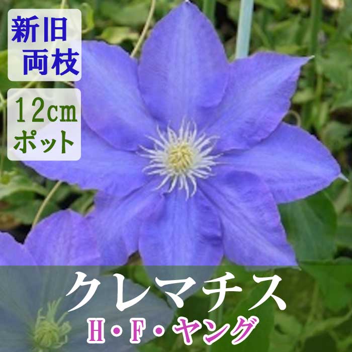 10月上旬より発送・早割】クレマチス H F ヤング 12cm苗 青紫