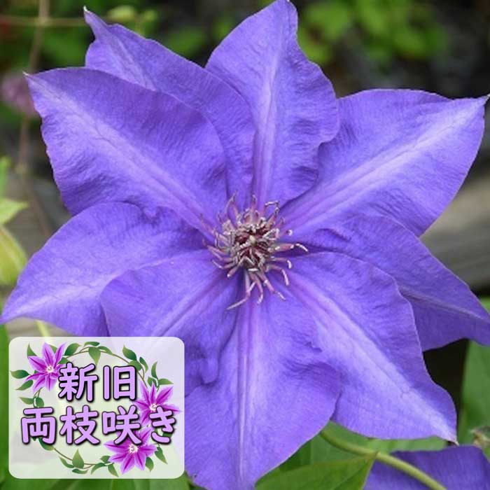 花 クレマチス ザ プレジデント 12cm苗 紫 【ラヌギノーサ系・新旧両枝