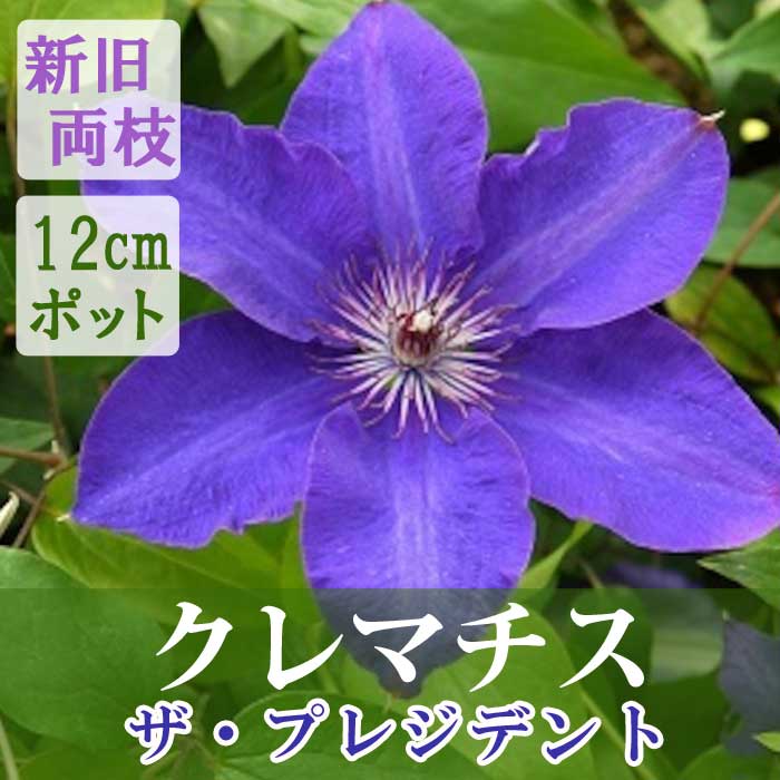 10月上旬より発送・早割】クレマチス ザ プレジデント 12cm苗 紫