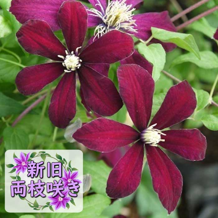 クレマチス ニオベ 12cm苗 赤 【ジャックマニー系・新旧両枝咲き