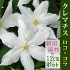 ����ޥ��� ���� ���� 12cm�� �� �ڥ���å��ޥˡ��ϡ�����ξ�޺餭�ۻ͵��餭 ���� clematis �ۥ磻�� 