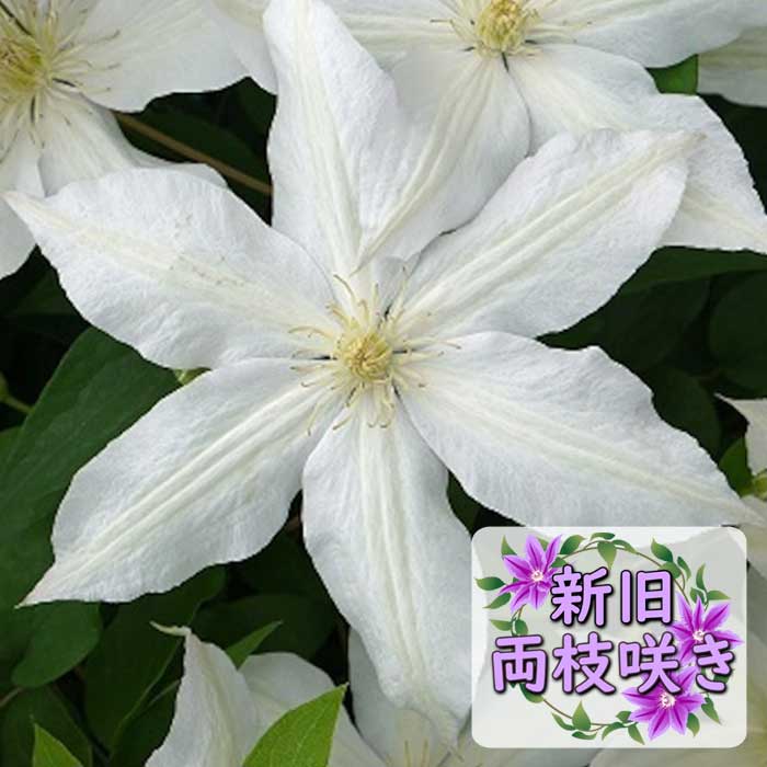 クレマチス ロコ コラ 12cm苗 白 【ジャックマニー系・新旧両枝咲き