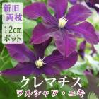 ����ޥ��� ��륷��� �˥� 12cm�� �� �ڥ���å��ޥˡ��ϡ�����ξ�޺餭�ۻ͵��餭 ���� clematis �ѡ��ץ� 