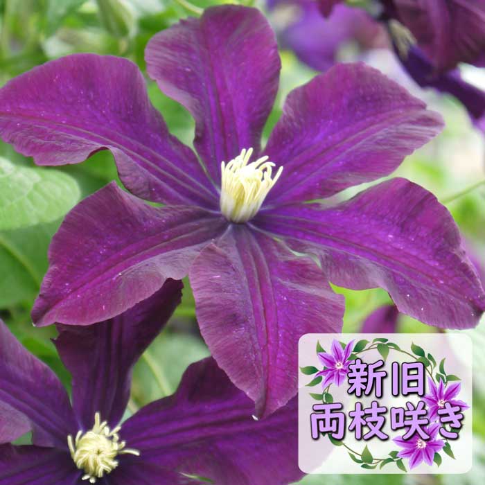 クレマチス ワルシャワ ニキ 12cm苗 紫 【ジャックマニー系・新旧両枝
