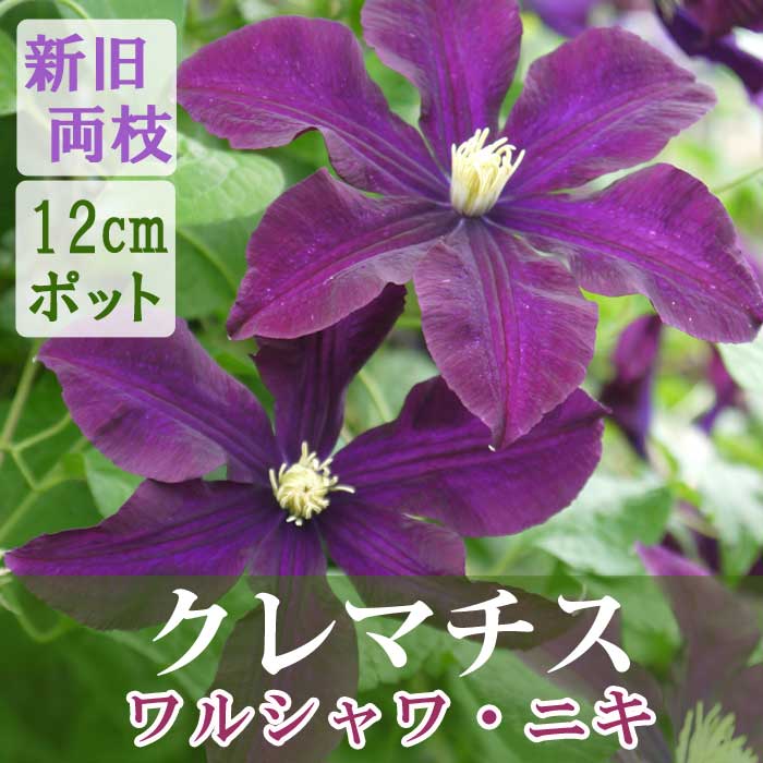 10月上旬より発送・早割】クレマチス ワルシャワ ニキ 12cm苗 紫