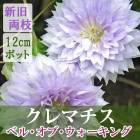 ��10���ܤ��ȯ�������ۥ���ޥ��� �٥� ���� ���������� 12cm�� ����С��ԥ� �ڥѥƥ󥹡���̥��Ρ����ϡ�����ξ�޺餭�ۻ͵��� ���ء�����̵����