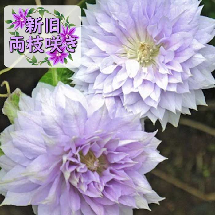 クレマチス ベル オブ ウォーキング 12cm苗 シルバーピンク