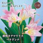 餭 ޥꥹ ٥ɥ 庬 1 ֤ɤ ۤΤ꤬ ڤ֤ˤ ˧ ƿ ֤