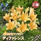 Ŵˤɴ�� �� �ǥ��ե���� �� �庬 2�� �ƥåݥ� ��� Lily ɴ�� ����� ������ �߿��� ȭ���� ���� �֤�����