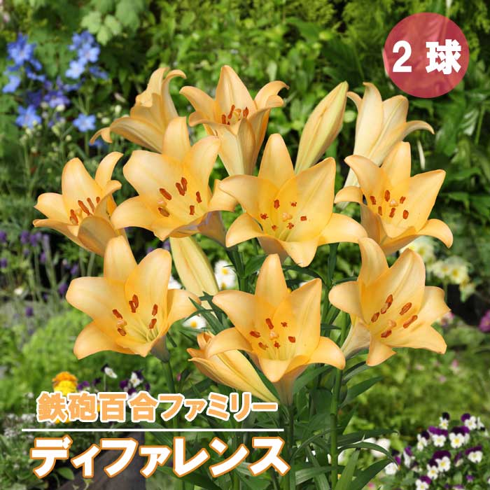 鉄砲百合 【 ディファレンス 】 球根 2球 テッポウ ユリ Lily 百合