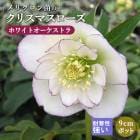 ���ꥹ�ޥ������� �� �ۥ磻�ȥ��������ȥ� ��ꥯ������ 9����ݥå� �� �Ѵ��� �����ǥ˥� �إ�ܥ륹 �ߥ襷