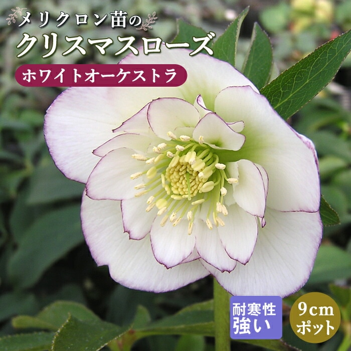 美黒姫×キラメキ⭐︎フルグロス☆クリスマスローズ苗 美黒姫×キラメキ