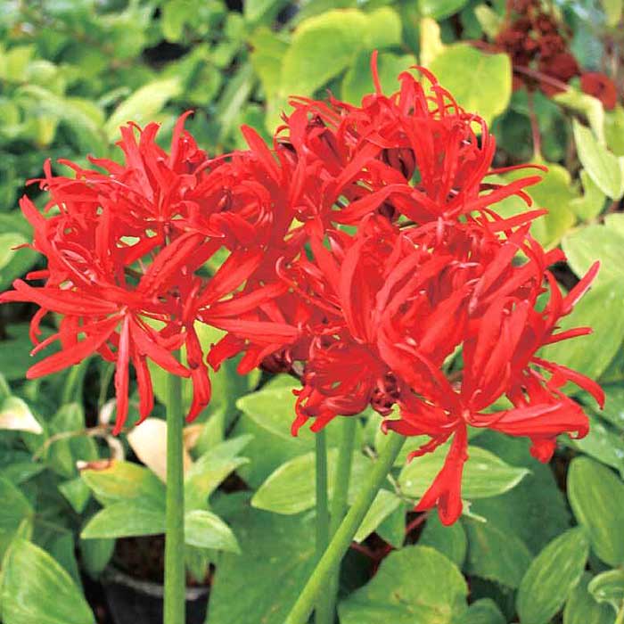 八重咲き ヒガンバナ 球根 1球 リコリス 彼岸花 曼珠沙華 まんじゅしゃ