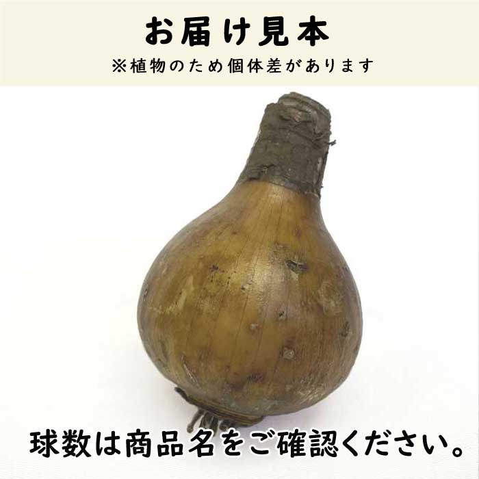 八重咲き ヒガンバナ 球根 1球 リコリス 彼岸花 曼珠沙華 まんじゅしゃ